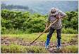 Reconhecimento do trabalho rural como tempo de serviçocontribuição